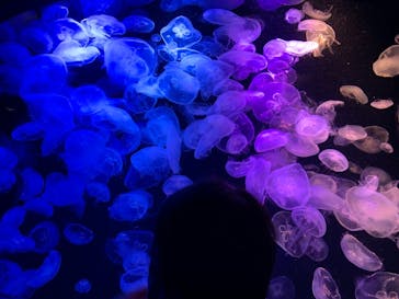 マリンワールド海の中道に投稿された画像（2021/3/10）