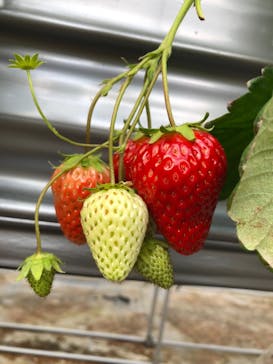 いのさんの観光農園に投稿された画像（2021/3/10）