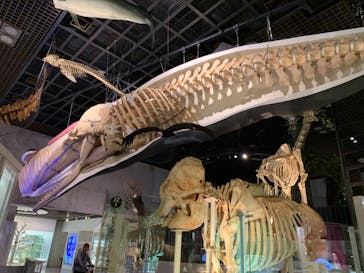 国立科学博物館に投稿された画像（2021/3/10）
