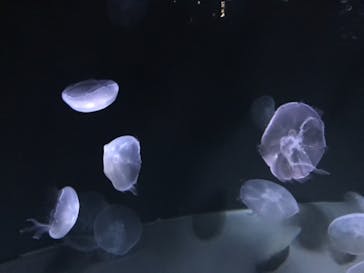 サンシャイン水族館に投稿された画像（2021/3/10）