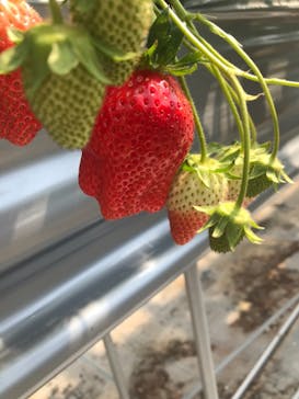 いのさんの観光農園に投稿された画像（2021/3/10）