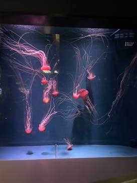 京都水族館に投稿された画像（2021/3/11）