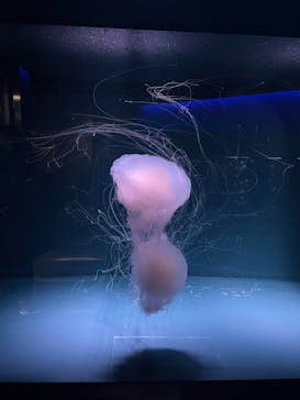 京都水族館に投稿された画像（2021/3/11）