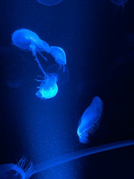 京都水族館に投稿された画像（2021/3/11）