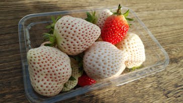 井上寅雄農園に投稿された画像（2021/3/11）