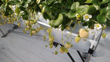 井上寅雄農園に投稿された画像（2021/3/11）