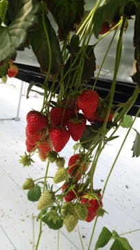 井上寅雄農園に投稿された画像（2021/3/11）