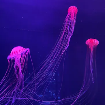 すみだ水族館に投稿された画像（2021/3/11）