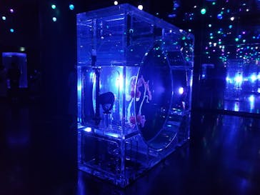 マクセル アクアパーク品川に投稿された画像（2021/3/12）