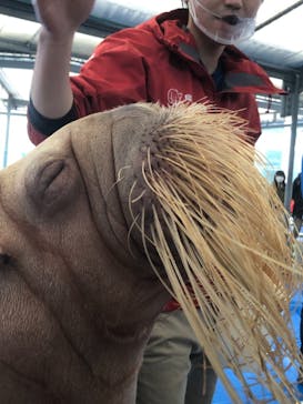 鳥羽水族館に投稿された画像（2021/3/12）