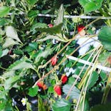 井上寅雄農園に投稿された画像（2021/3/12）