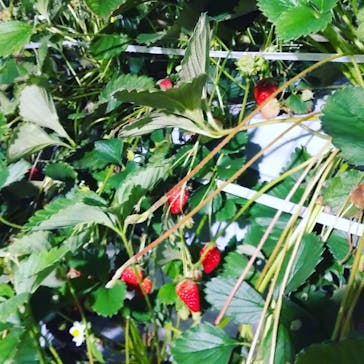 井上寅雄農園に投稿された画像（2021/3/12）