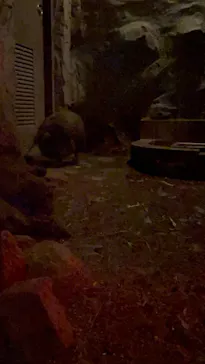 天王寺動物園に投稿された画像（2021/3/12）