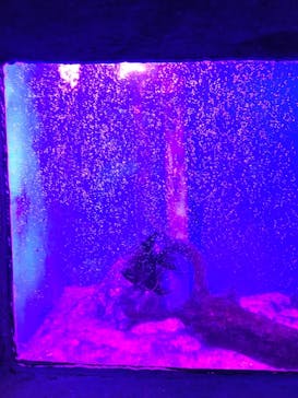 ゼロ距離水族館 伊勢シーパラダイスに投稿された画像（2021/3/12）