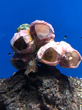 サンシャイン水族館に投稿された画像（2021/3/12）