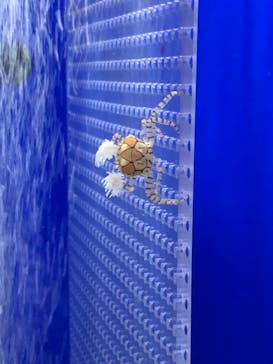 サンシャイン水族館に投稿された画像（2021/3/12）