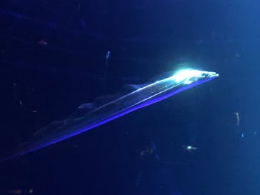 サンシャイン水族館に投稿された画像（2021/3/12）
