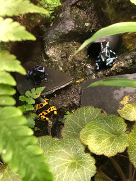 サンシャイン水族館に投稿された画像（2021/3/12）