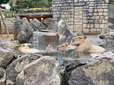 伊豆シャボテン動物公園に投稿された画像（2021/3/12）