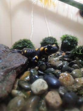 しながわ水族館に投稿された画像（2021/3/13）