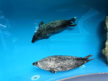 しながわ水族館に投稿された画像（2021/3/13）