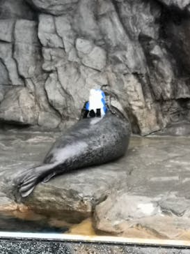 しながわ水族館に投稿された画像（2021/3/13）