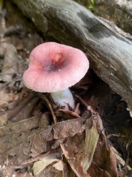 サンシャイン水族館に投稿された画像（2021/3/13）