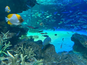 サンシャイン水族館に投稿された画像（2021/3/13）