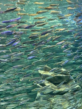 サンシャイン水族館に投稿された画像（2021/3/13）