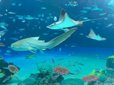 サンシャイン水族館に投稿された画像（2021/3/13）