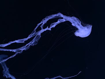 サンシャイン水族館に投稿された画像（2021/3/13）