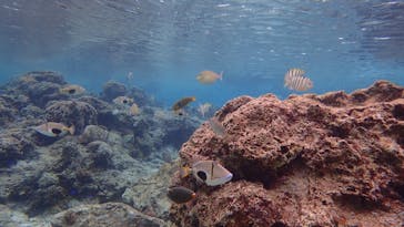 ダイビングショップ Sea Free（シーフリー）に投稿された画像（2021/3/13）