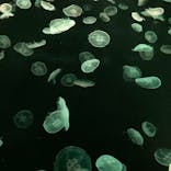 すみだ水族館に投稿された画像（2021/3/13）