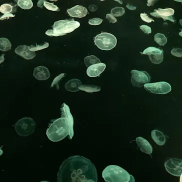 すみだ水族館に投稿された画像（2021/3/13）