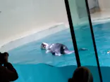 鳥羽水族館に投稿された画像（2021/3/13）