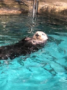 マリンワールド海の中道に投稿された画像（2021/3/13）