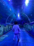 しながわ水族館に投稿された画像（2021/3/13）