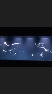 サンシャイン水族館に投稿された画像（2021/3/13）