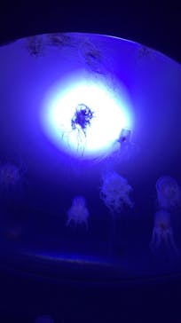 サンシャイン水族館に投稿された画像（2021/3/13）