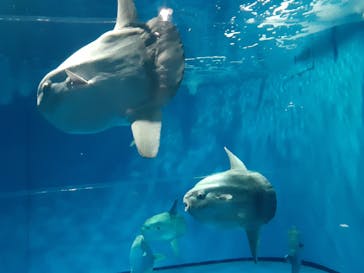 アクアワールド茨城県大洗水族館に投稿された画像（2021/3/13）