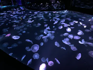 すみだ水族館に投稿された画像（2021/3/13）