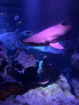 すみだ水族館に投稿された画像（2021/3/13）