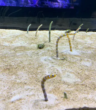 すみだ水族館に投稿された画像（2021/3/13）