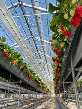 いのさんの観光農園に投稿された画像（2021/3/13）