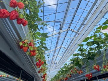 いのさんの観光農園に投稿された画像（2021/3/13）