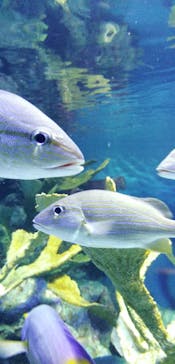 サンシャイン水族館に投稿された画像（2021/3/13）