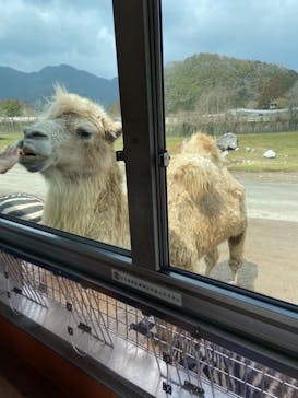 秋吉台自然動物公園 サファリランドに投稿された画像（2021/3/13）