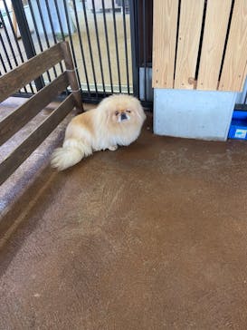 秋吉台自然動物公園 サファリランドに投稿された画像（2021/3/13）