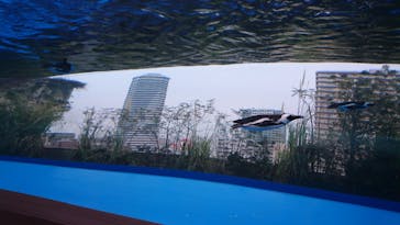 サンシャイン水族館に投稿された画像（2021/3/13）