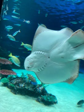 サンシャイン水族館に投稿された画像（2021/3/13）